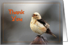 Thank you greeting card,bird spring song card