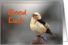 Good Luck greeting card,bird spring song card