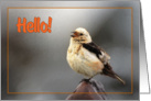 Hello greeting card,bird spring song card