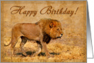 Happy Birthday greeting card, Male lion in hot savannah card