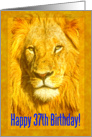 Happy 37th Birthday greeting card, Male lion portrait card