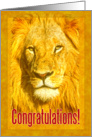 Congratulations greeting card, Male lion portrait card