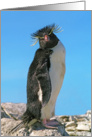 Macaroni penguin greeting card, card