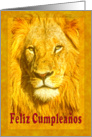 Happy Birthday Spanish greeting card, Portrait young lion card