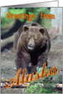 Greetings from Alaska greeting card, brown bear card