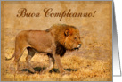 Happy Birthday italian language greeting card, lion in savannah card