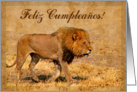 Happy Birthday spanish language greeting card, lion in savannah card