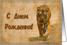 Happy Birthday,russian language greeting card, tiger in savannah card