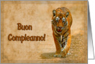 Happy Birthday,italian language greeting card, tiger in savannah card
