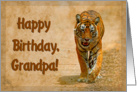 Happy Birthday Grandpa greeting card, tiger in savannah card