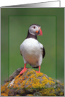 Puffin greeting card, portrait bird card