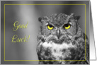 Good luck greeting card,Owl with yellow eyes card