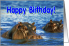 Happy Birthday greeting card,hippo in water card