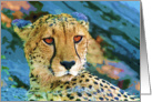 Cheetah greeting card,big african cat card