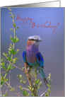 Happy Birthday, Bird on branch card