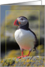 Puffin card