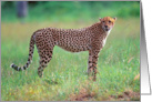 Cheetah Card