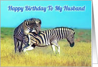 Happy birthday to my husband, two funny playing zebras card