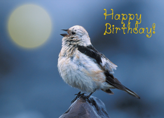 Happy birthday,bird...