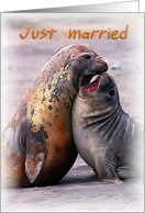 Just married, two funny seals card