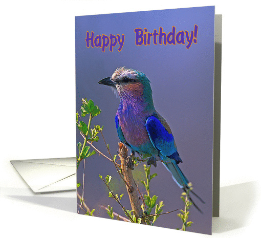 Happy Birthday, Lilac-breasted Roller card (1358078)