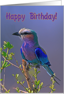 Happy Birthday, Lilac-breasted Roller card