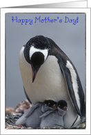Happy Mother’s Day to our mother, two adorable baby penguins card
