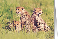 Cheetah cubs card