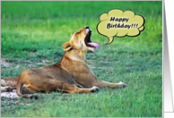 Happy Birthday, Lioness in african savannah card