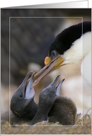 Blue-eyed Cormorant with two chicks card