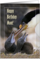 Happy Birthday Mom, Blue-eyed Cormorant with two chicks card