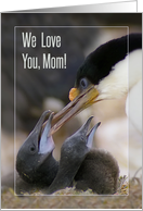 We love you, Mom , Blue-eyed Cormorant with two chicks card