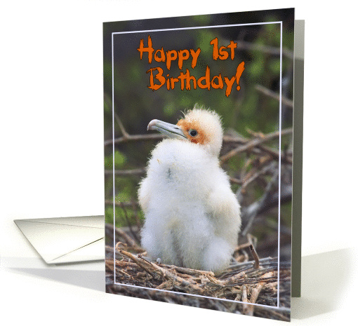Happy 1st Birthday, funny chick in nest card (1362382)