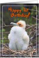 Happy 1st Birthday, funny chick in nest card