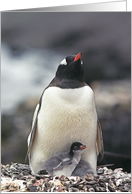 Penguin with two chicks card