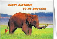 Happy birthday To My Brother, Elephant card