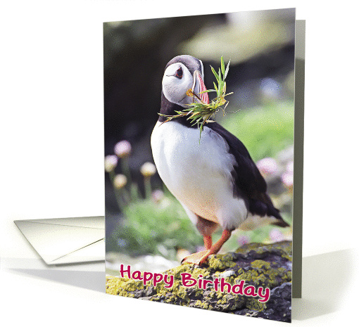 Happy birthday, funny puffin with grass in beak card (1364274)