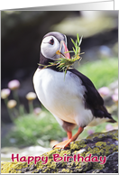 Happy birthday, funny puffin with grass in beak card