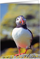 Funny puffin portrait card