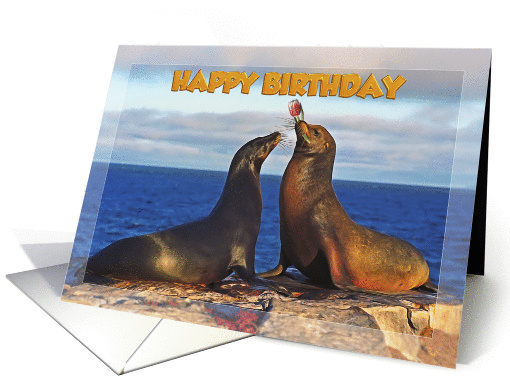 Happy Birthday, Two funny fur seals card (1364320)