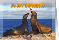 Happy Birthday, Two funny fur seals card