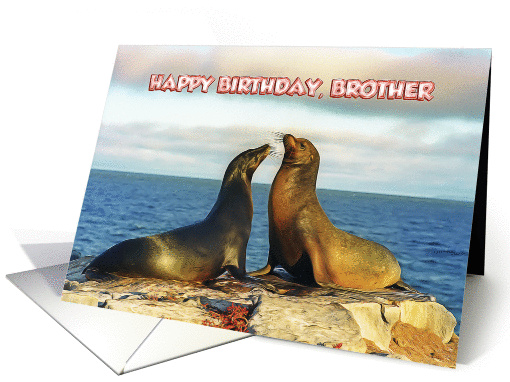 Happy Bithday, Brother Two funny fur seals card (1364324)