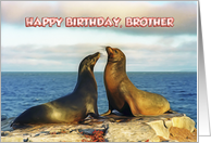 Happy Bithday, Brother Two funny fur seals card