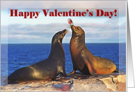 Happy Valentine’s Day, Two funny fur seals card