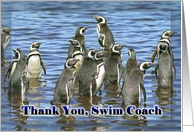 Thank You Swim Coach, Group of penguins in water card