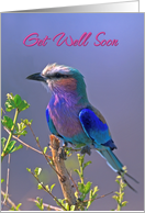 Get Well Soon, Song Bird on Branch card