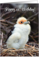 Happy 1st Birthday, funny chick in nest card
