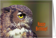 Happy Birthday, Owl profile card