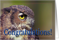 Graduation Congratulations, Owl profile card