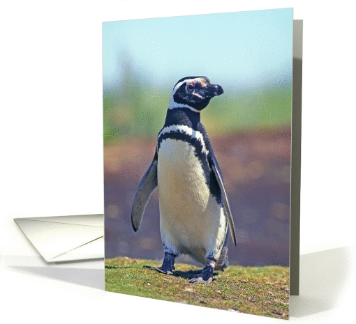 Blank Note Card, Galapagos penguin card (1368420)